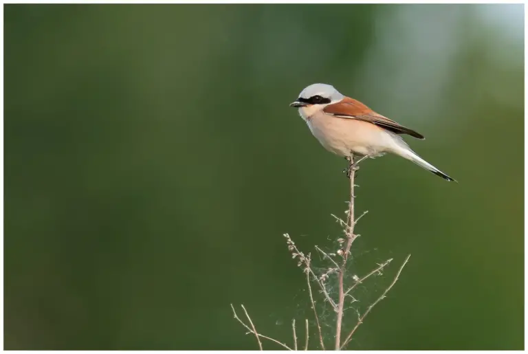 Törnskata - Red-backed Shrike