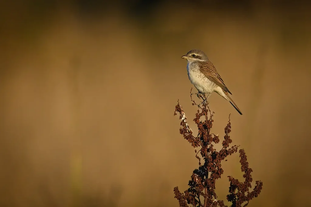 Törnskata - Red-backed Shrike Törnskata - Red-backed Shrike - på en växt i profil en sen kväll