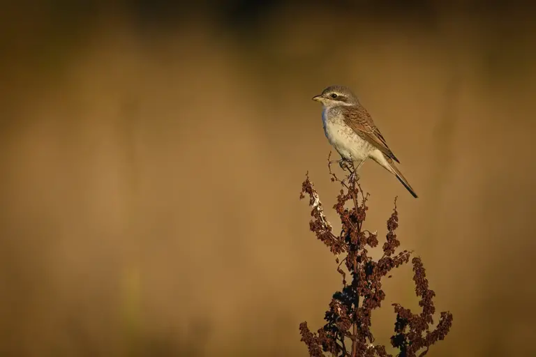 Törnskata - Red-backed Shrike - på en växt i profil en sen kväll