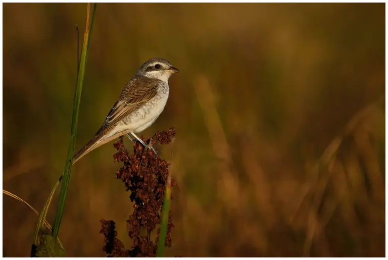 Törnskata - Red-backed Shrike - en juvenil som sitter på en växt i kvällsljus