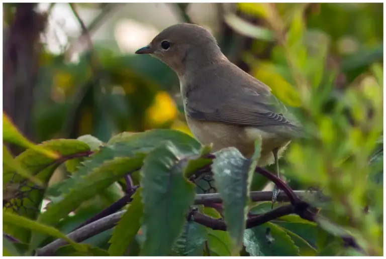 Trädgårdssångare - (Garden Warbler)