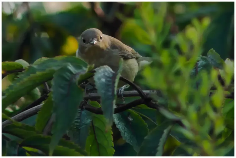 Trädgårdssångare - (Garden Warbler)