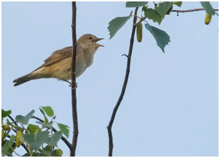 Trädgårdssångare - (Garden Warbler)