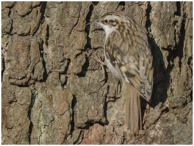 Trädkrypare - (Eurasian Treecreeper)