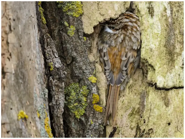 Trädkrypare - (Eurasian Treecreeper) - vilar i ett träd