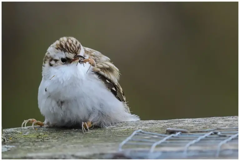 Trädkrypare - (Eurasian Treecreeper)