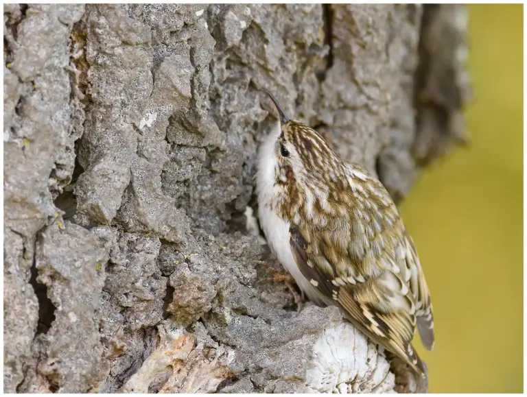 Trädkrypare - (Eurasian Treecreeper)