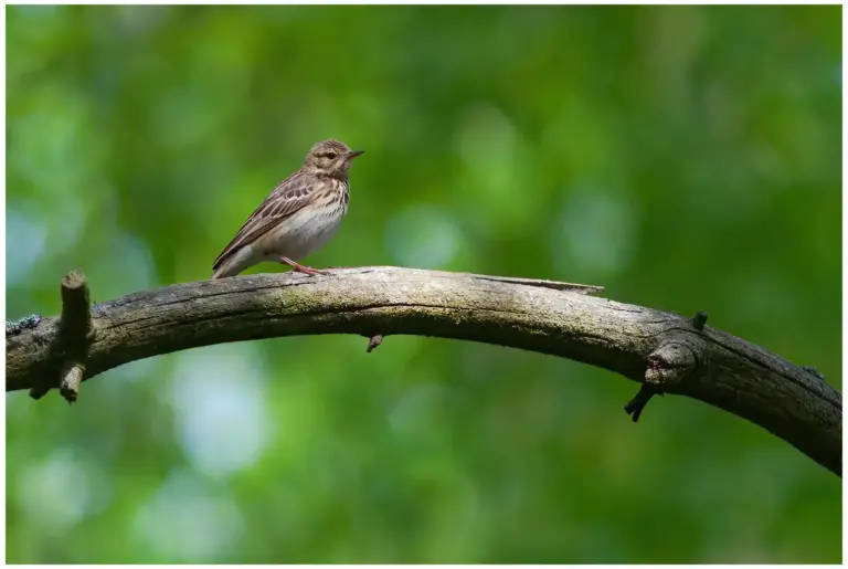 Trädpiplärka - (Tree Pipit)