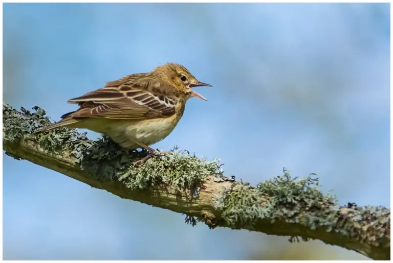 Trädpiplärka - (Tree Pipit)