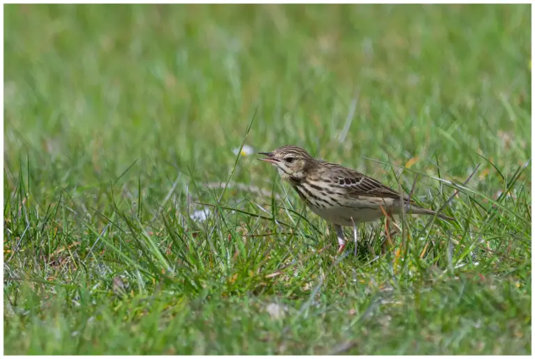 Trädpiplärka - (Tree Pipit)