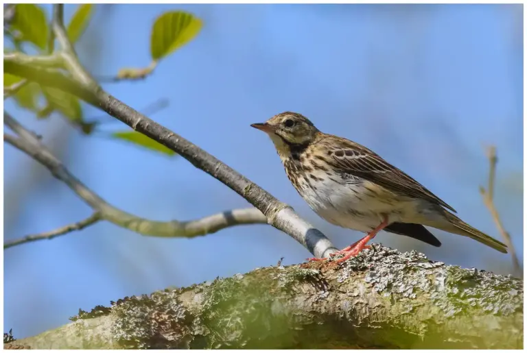 Trädpiplärka - (Tree Pipit)