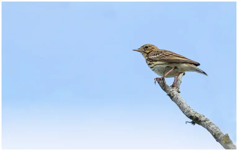 Trädpiplärka - (Tree Pipit)