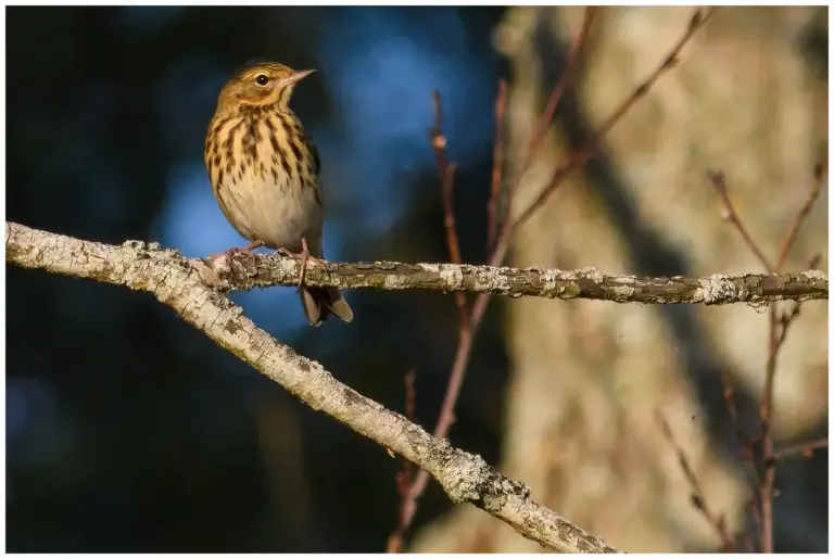 Trädpiplärka - (Tree Pipit)