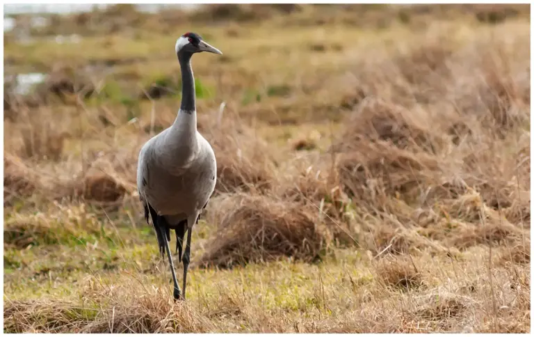 Trana - Common Crane trana