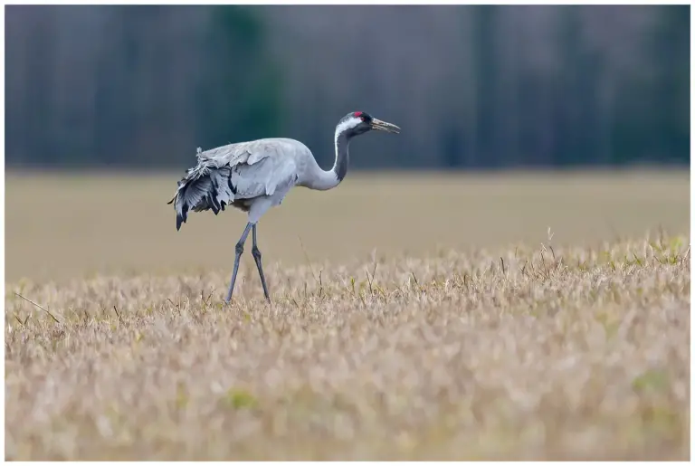 Trana - Common Crane trana på åker
