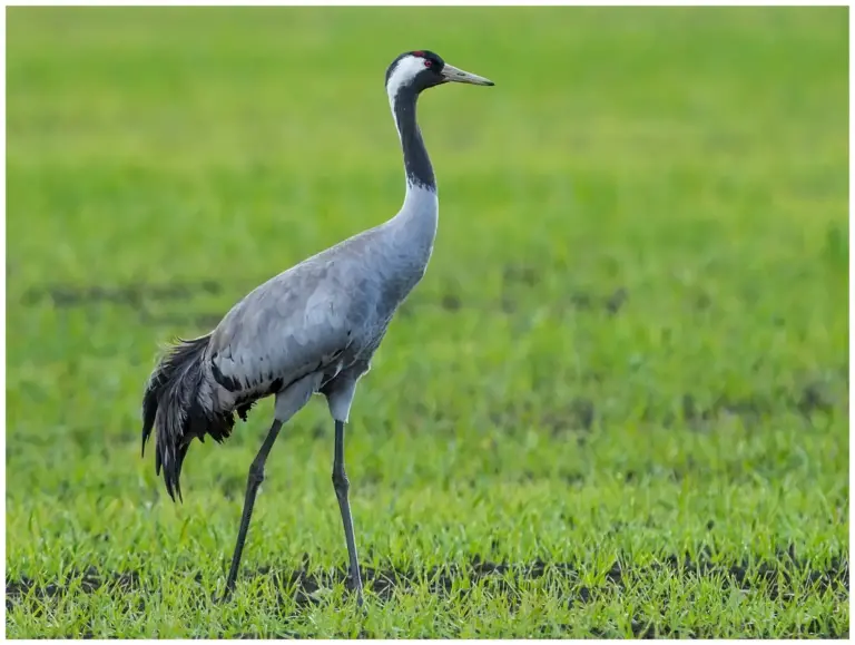 Trana - Common Crane trana