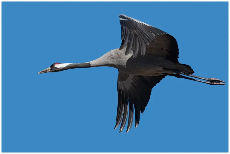 Trana - Common Crane flygande trana
