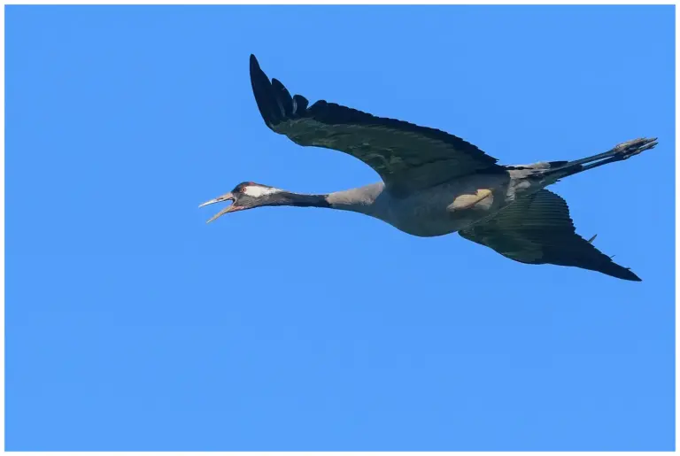 Trana - Common Crane trana som flyger
