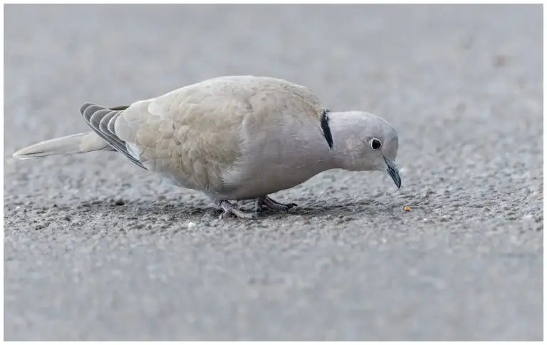 Turkduva - (Eurasian Collared Dove)