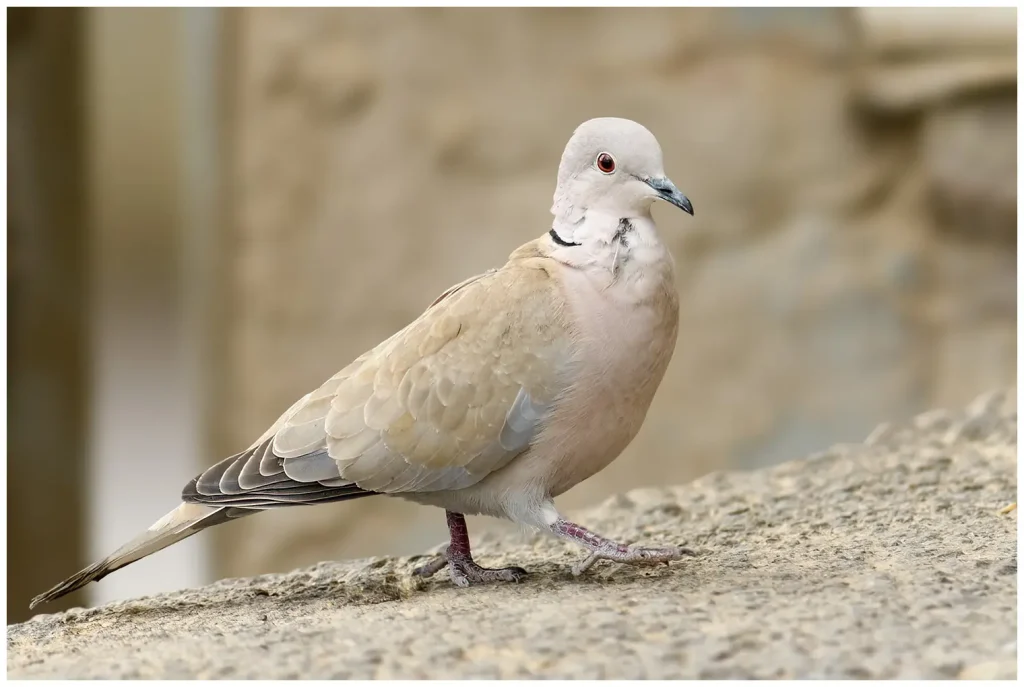 Turkduva - Eurasian Collared Dove