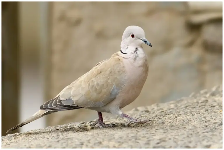 Turkduva - (Eurasian Collared Dove)