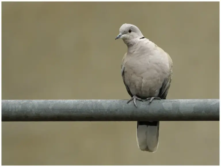 Turkduva - (Eurasian Collared Dove)