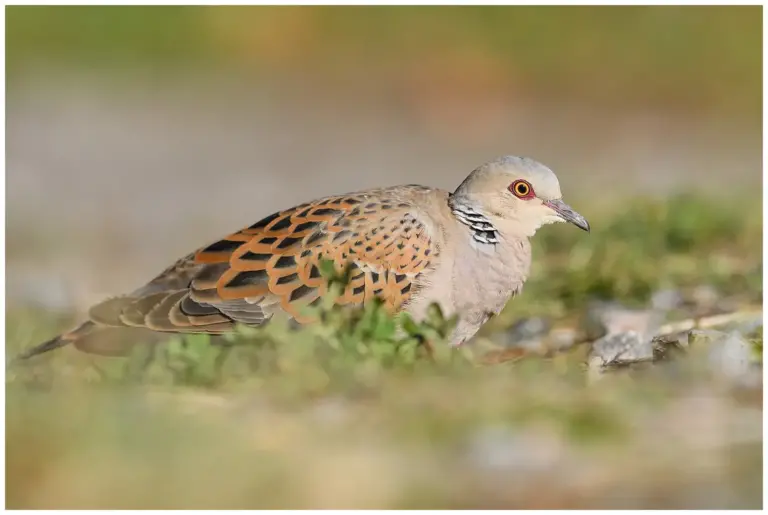 Turturduva - (European Turtle Dove)