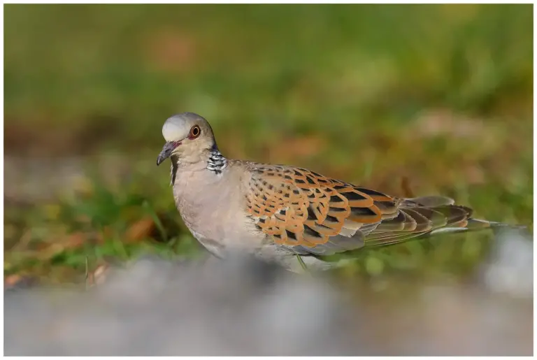 Turturduva - (European Turtle Dove)