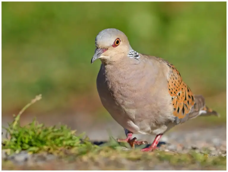 Turturduva - (European Turtle Dove)