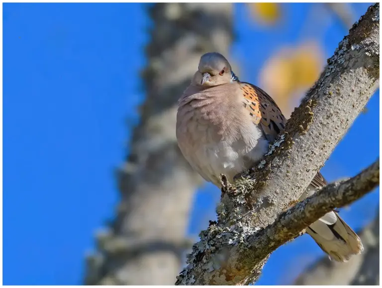 Turturduva - (European Turtle Dove) - i ett träd