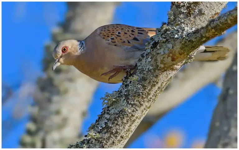 Turturduva - (European Turtle Dove)