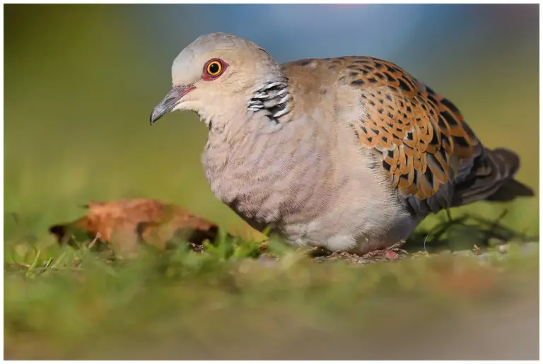 Turturduva - (European Turtle Dove)