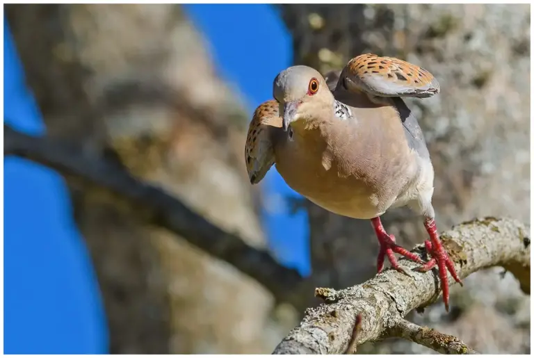 Turturduva - (European Turtle Dove)