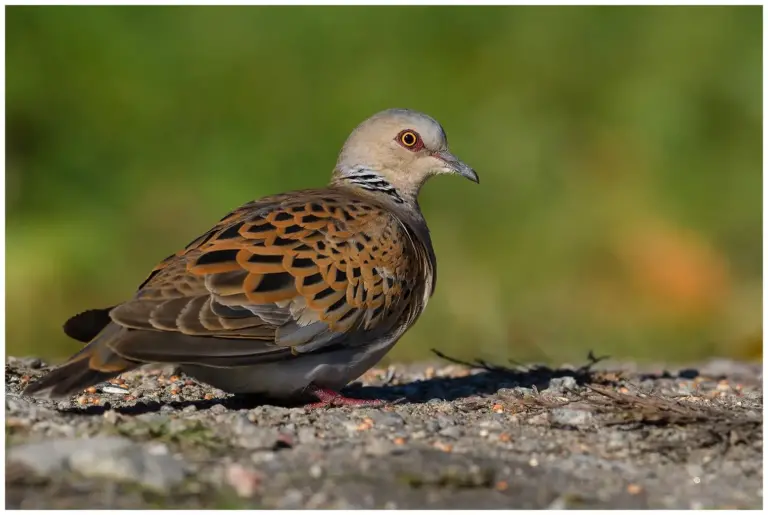 Turturduva - (European Turtle Dove) - på marken