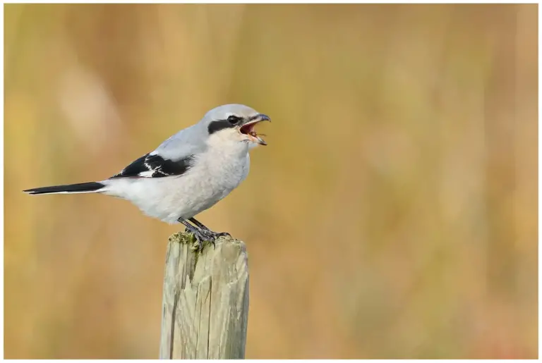 Varfågel - (Great Grey Shrike) - på en stolpe med föda i näbben