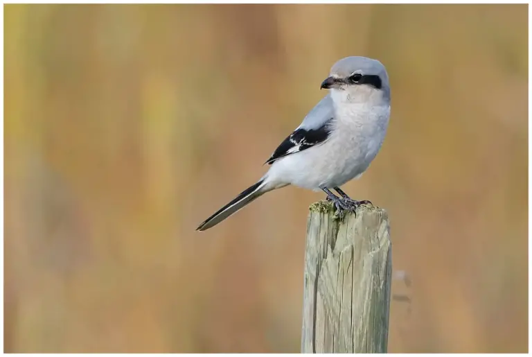 Varfågel - (Great Grey Shrike)