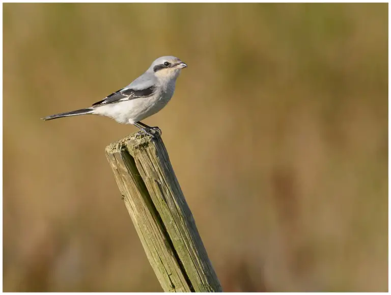 Varfågel - (Great Grey Shrike)