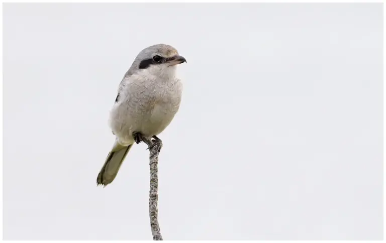 Varfågel - (Great Grey Shrike)