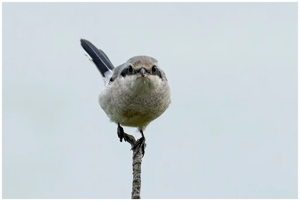 Varfågel - (Great Grey Shrike)