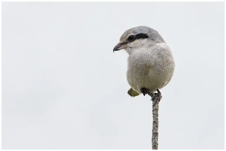 Varfågel - (Great Grey Shrike)