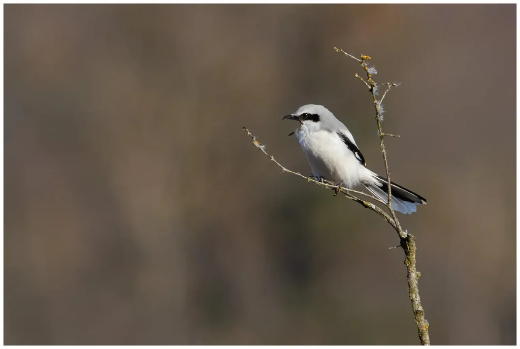 Varfågel - (Great Grey Shrike) - sjunger från en tunn gren