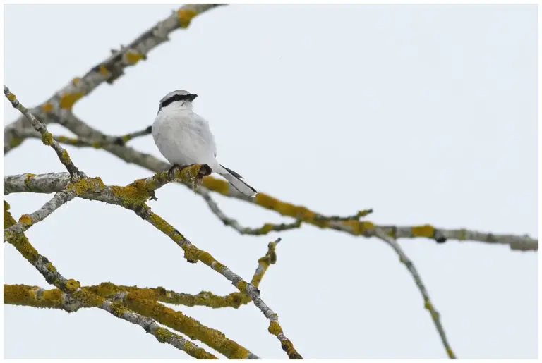 Varfågel - (Great Grey Shrike)