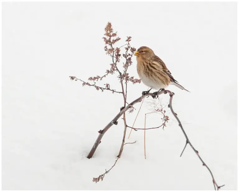 vinterhämpling - (twite) - på en kvist i snö