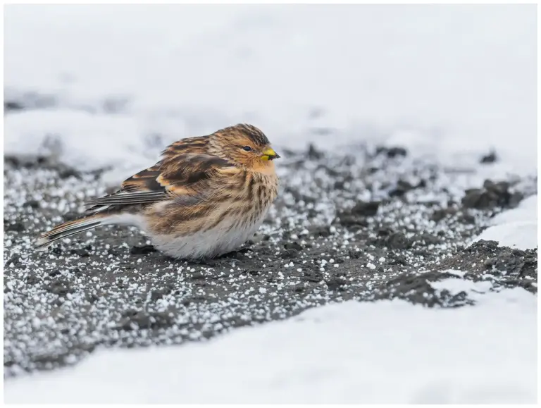 vinterhämpling - (twite)