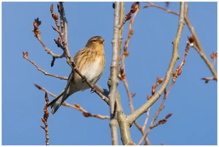 vinterhämpling - (twite) - i träd