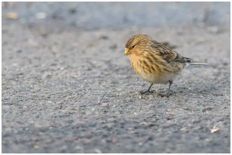 vinterhämpling - (twite)