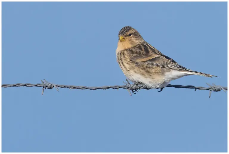 vinterhämpling - (twite)