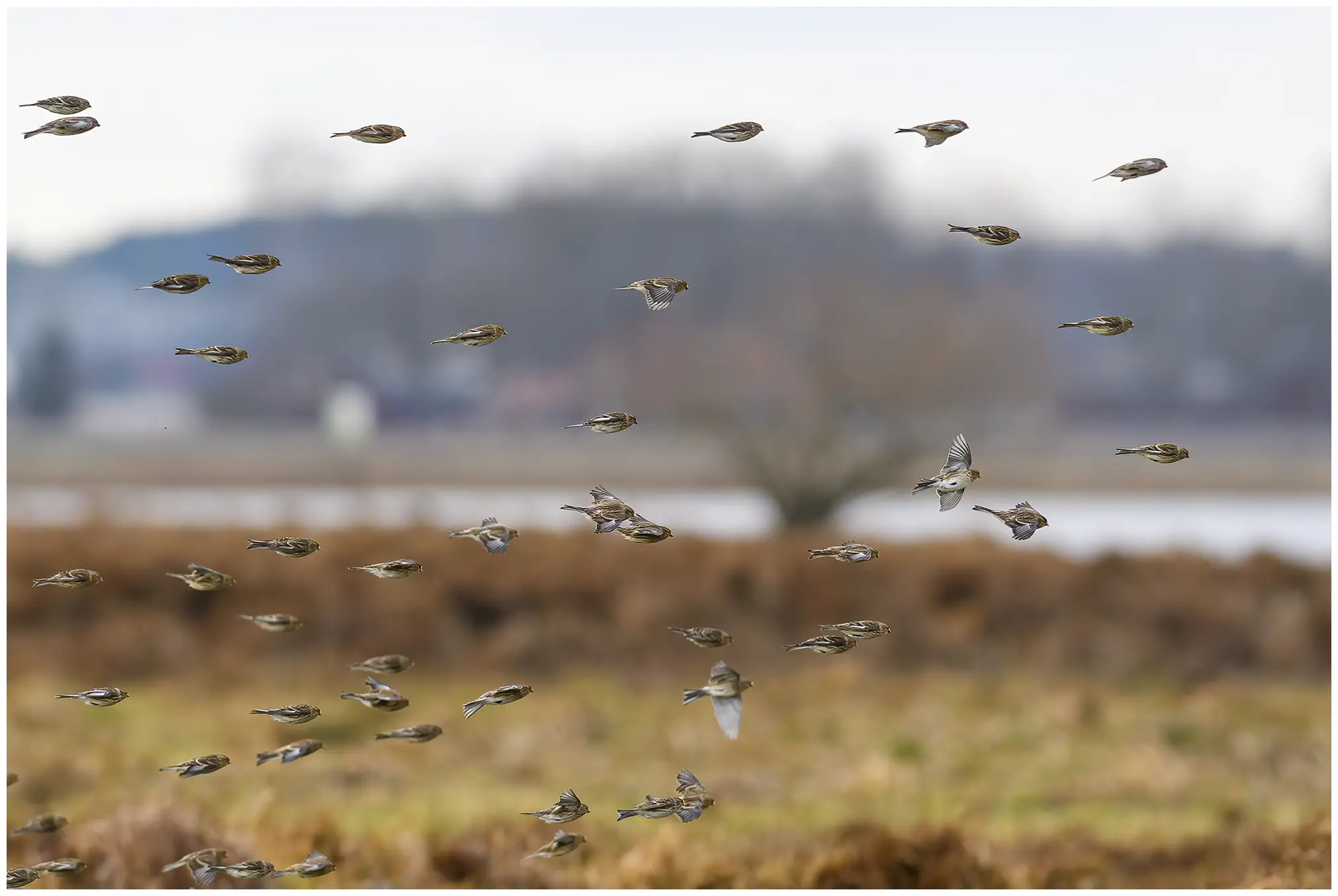 vinterhämpling i flock flyger