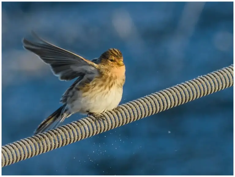 vinterhämpling - (twite)
