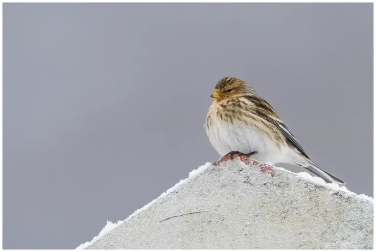 vinterhämpling - (twite) - i snö på ett tak